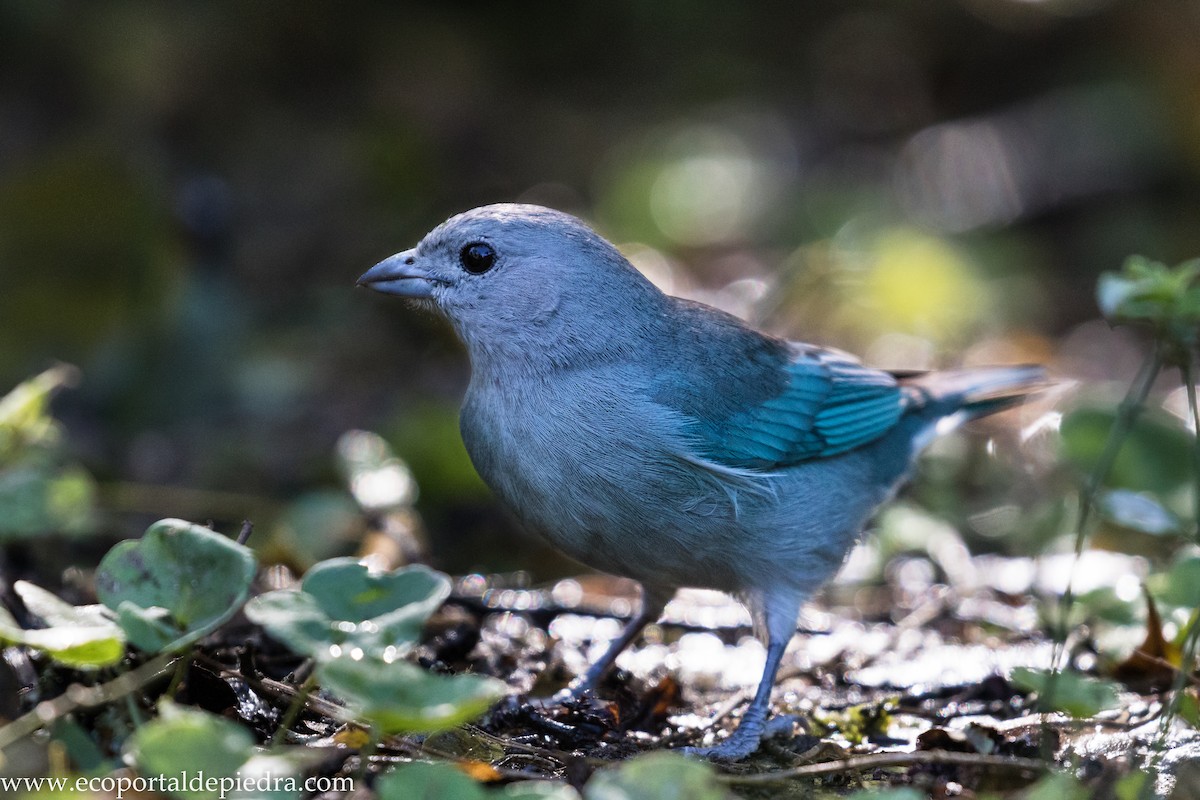 Sayaca Tanager - ML627875962