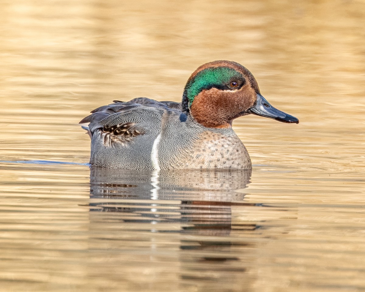 Green-winged Teal - ML627876077