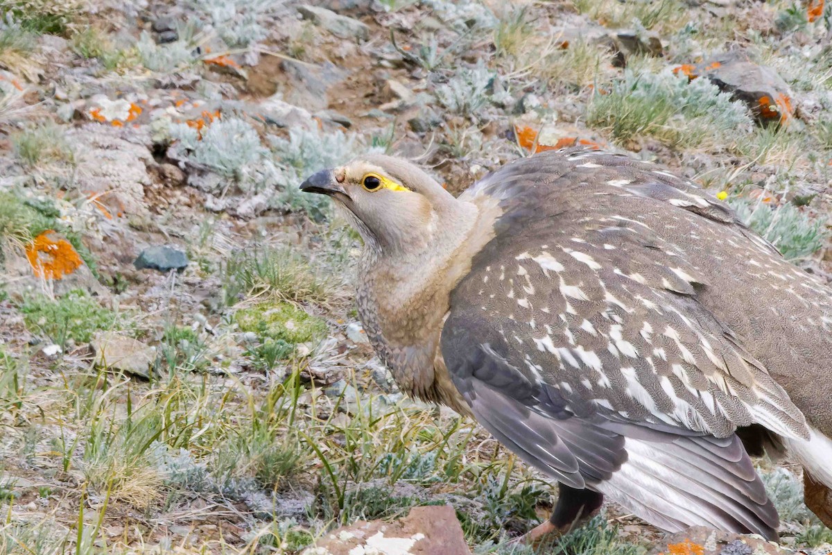 Altai Snowcock - ML627876083