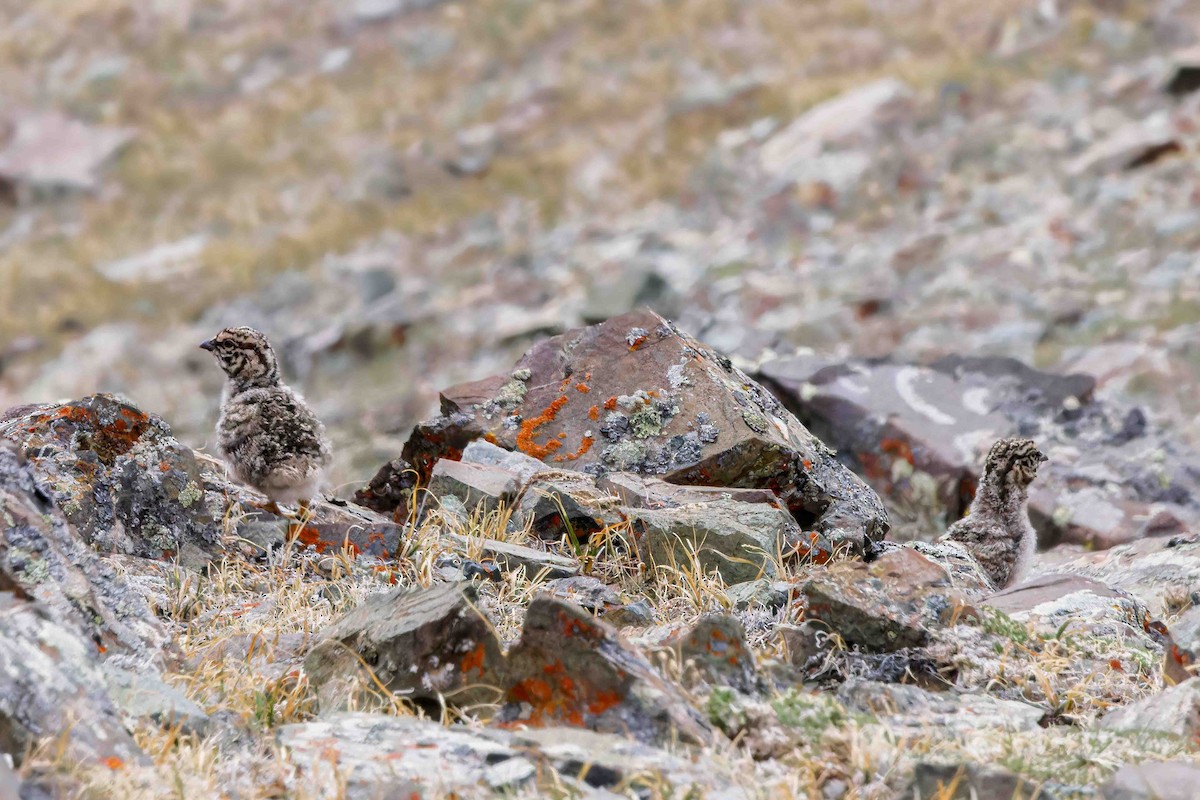 Altai Snowcock - ML627876084