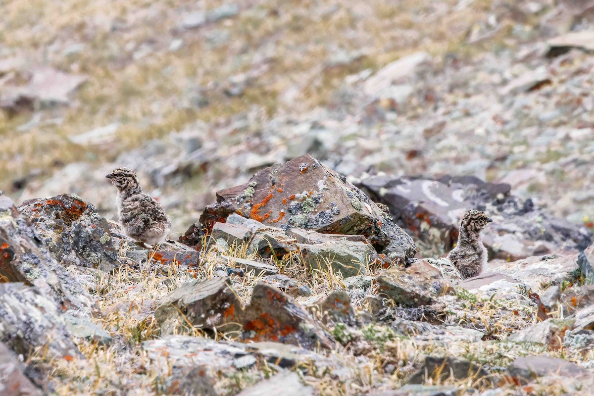 Altai Snowcock - ML627876085