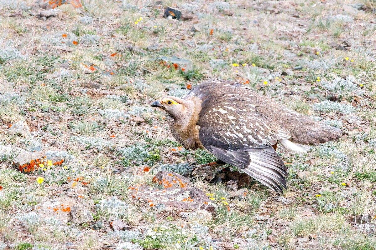 Altai Snowcock - ML627876086