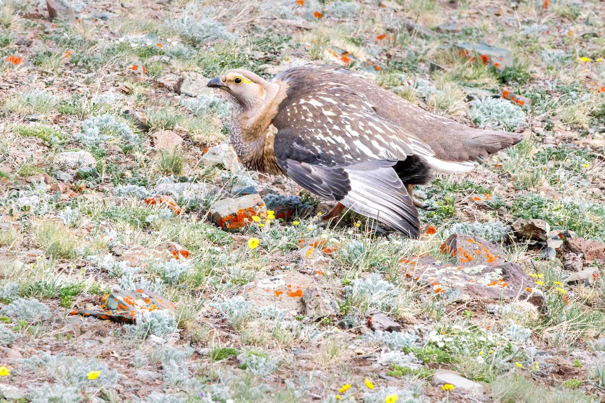 Altai Snowcock - ML627876087