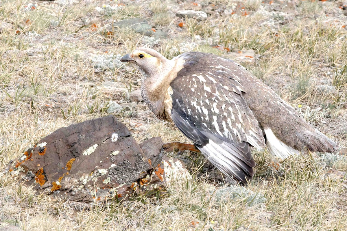 Altai Snowcock - ML627876088