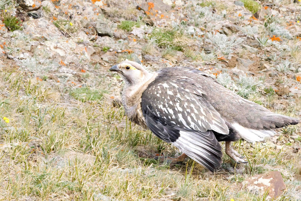 Altai Snowcock - ML627876089