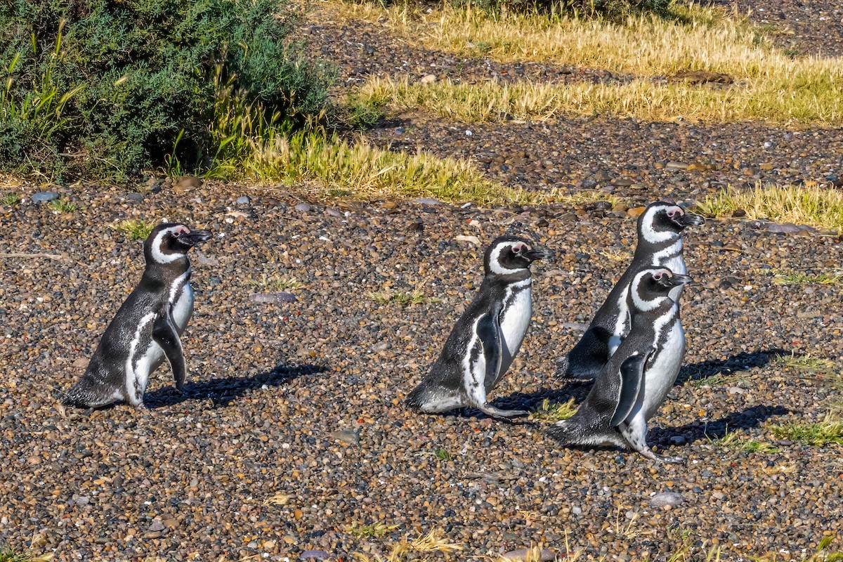 Magellanic Penguin - graichen & recer