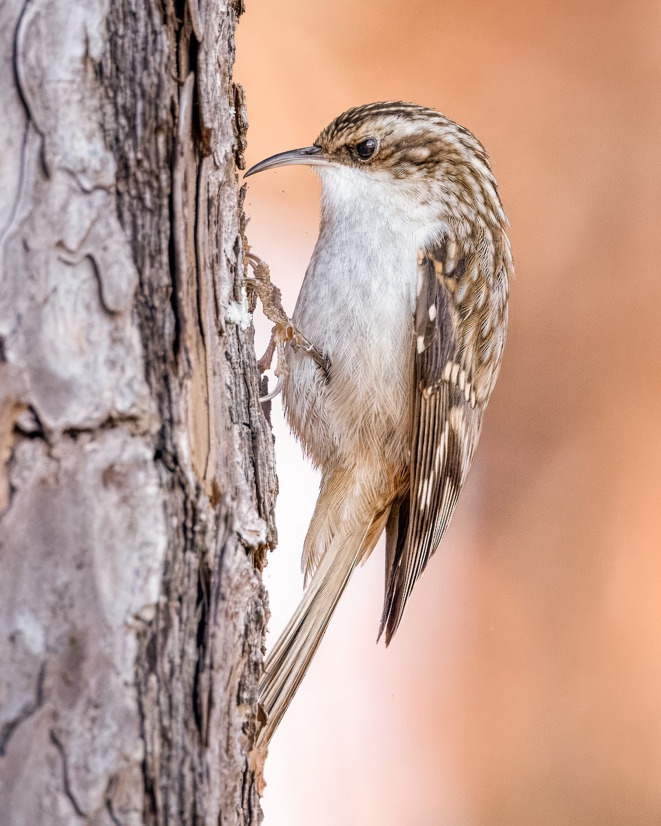 Brown Creeper - ML627876303