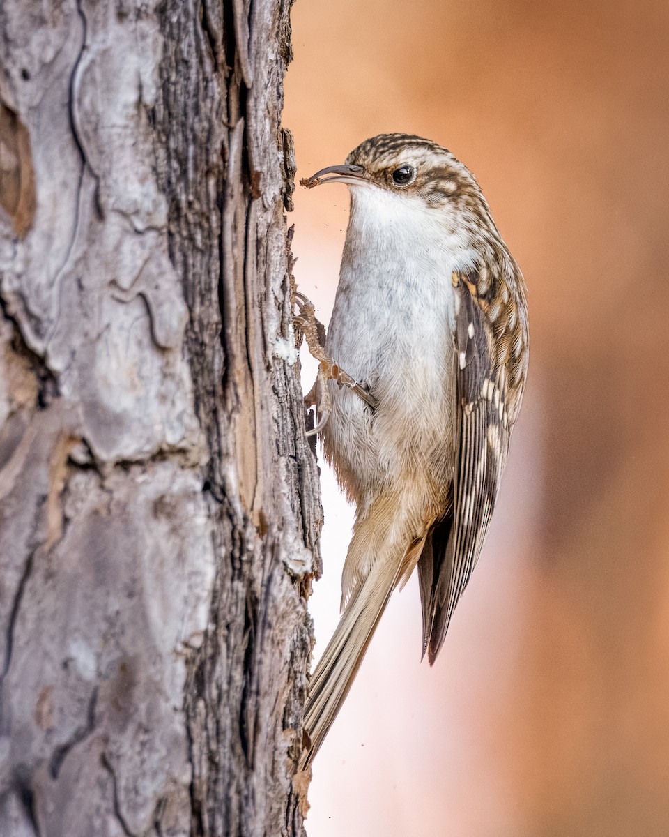 Brown Creeper - ML627876306