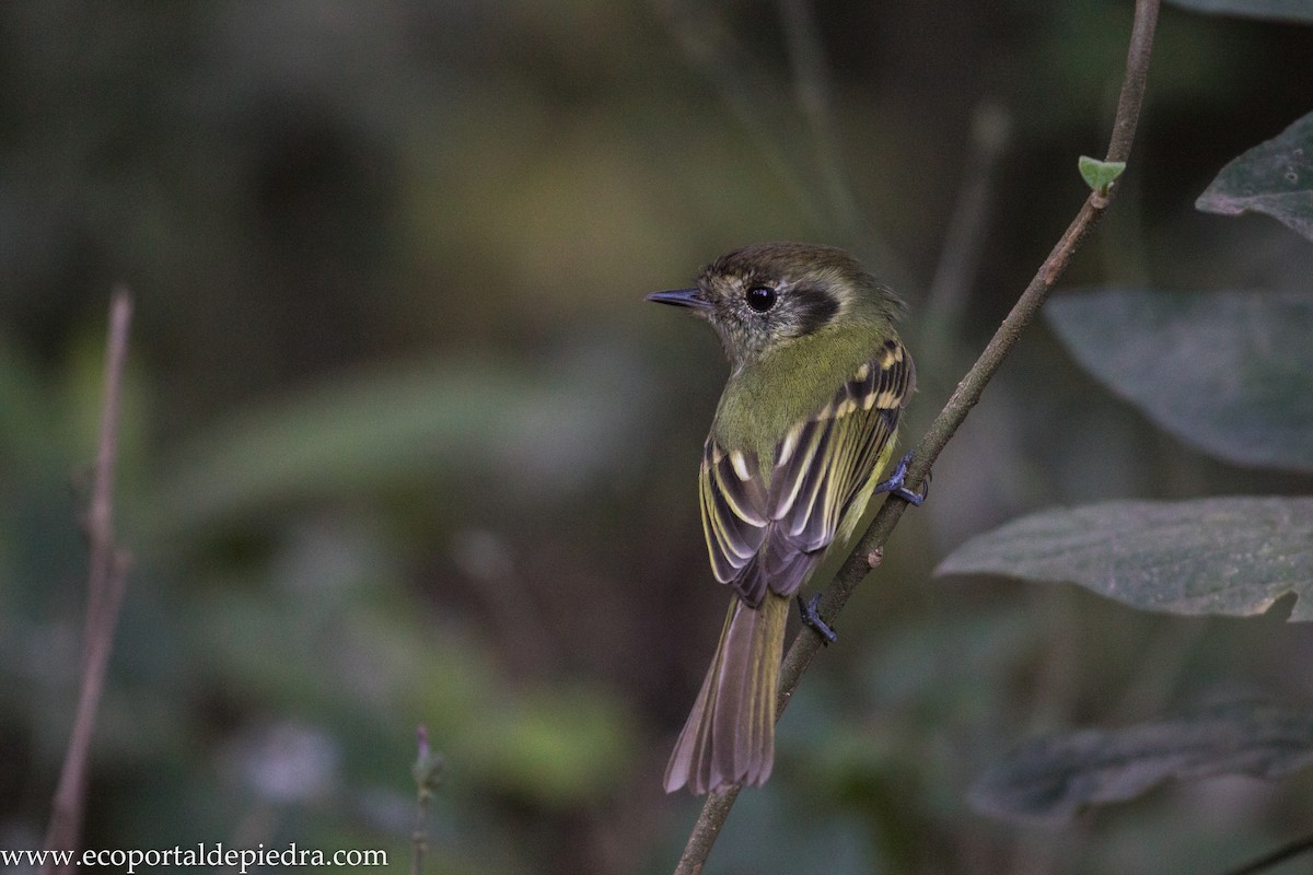 Sepia-capped Flycatcher - ML627876362
