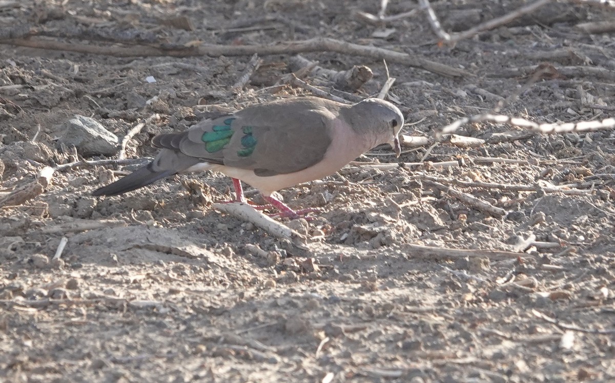 Emerald-spotted Wood-Dove - ML627876364