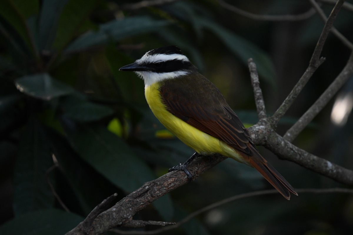 Great Kiskadee - ML627876474