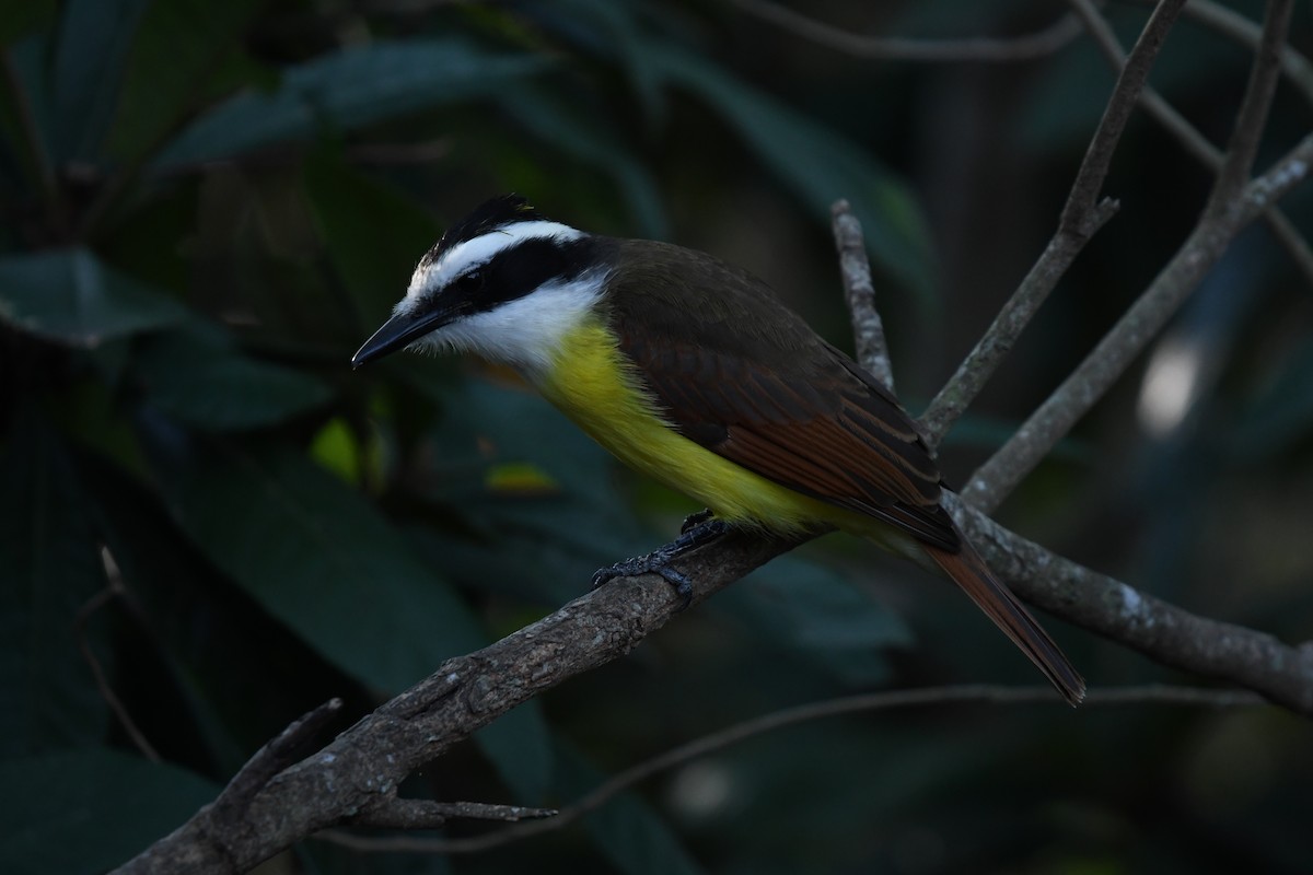 Great Kiskadee - ML627876475