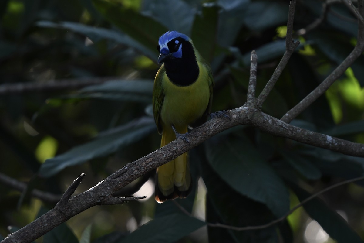 Green Jay - ML627876486