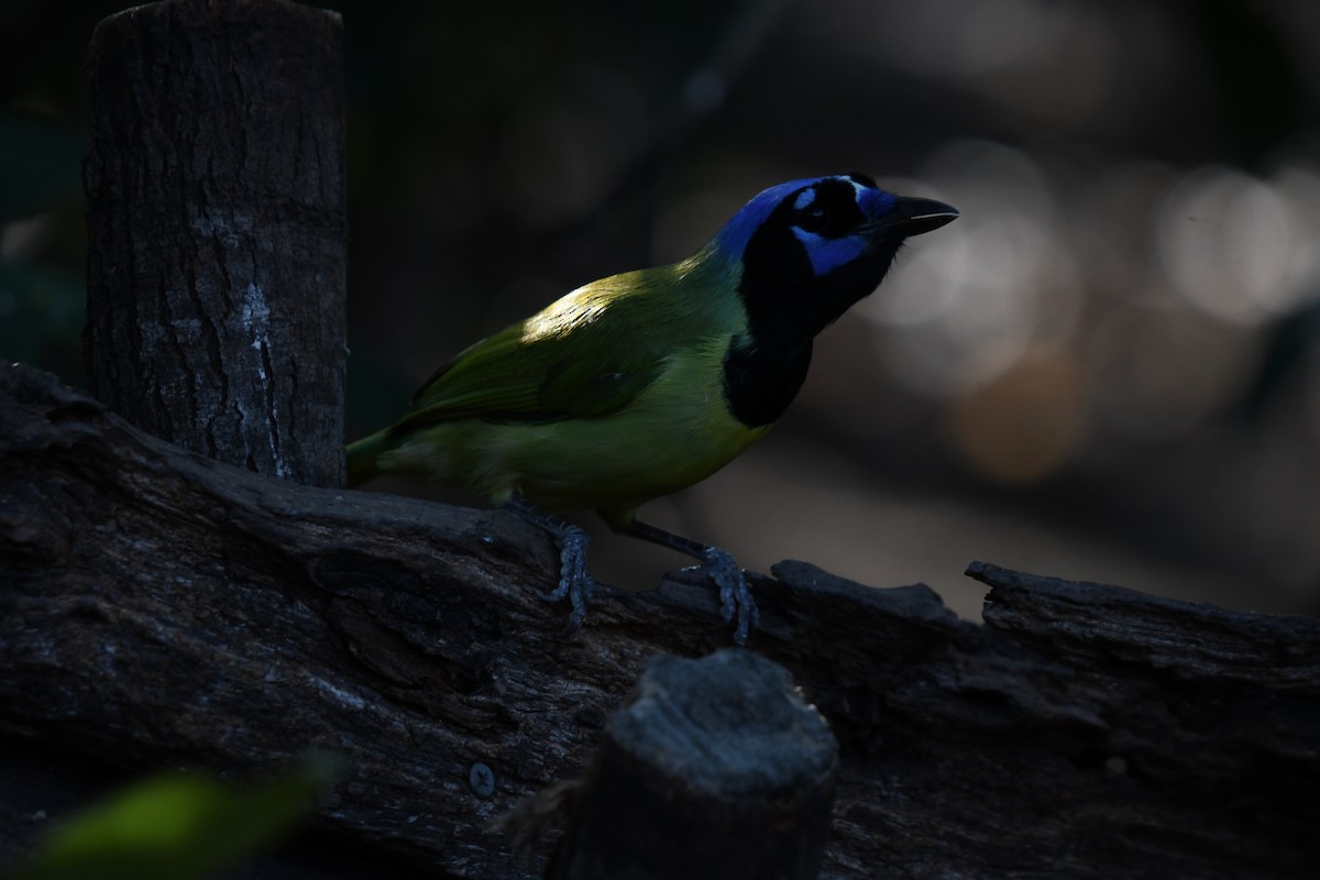 Green Jay - ML627876487