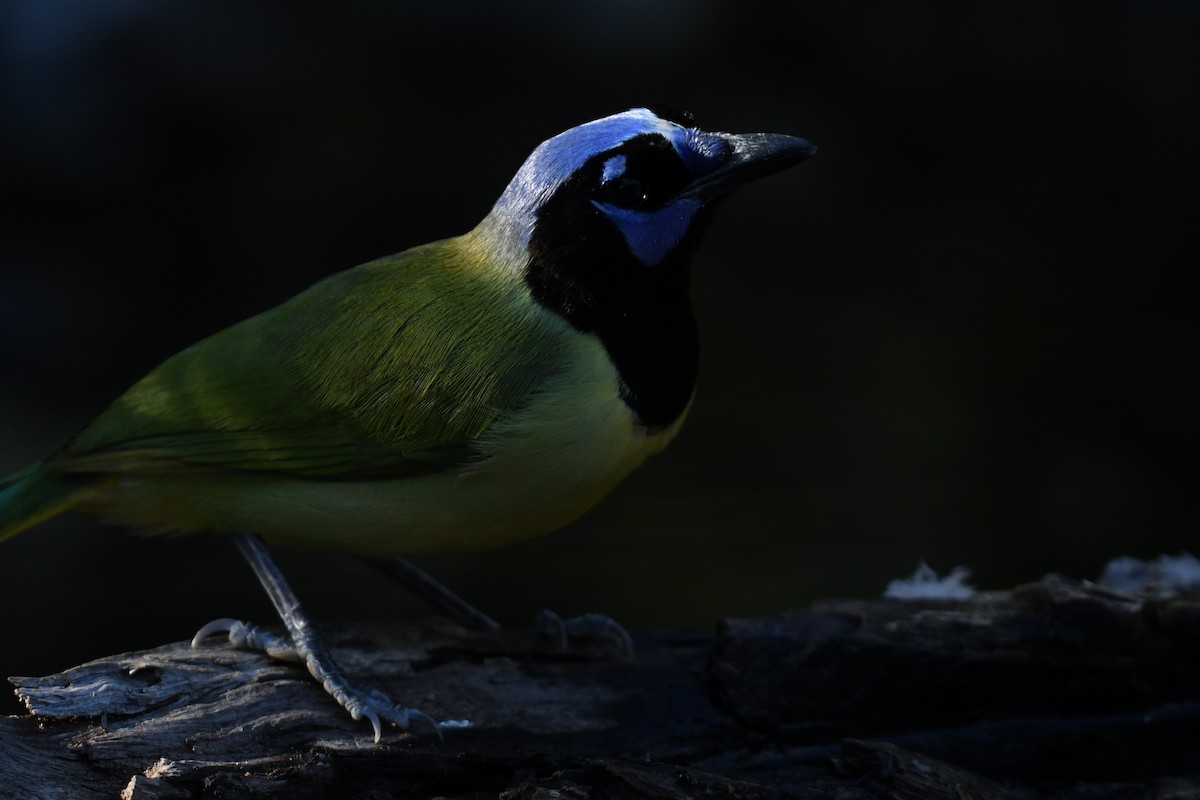 Green Jay - ML627876488
