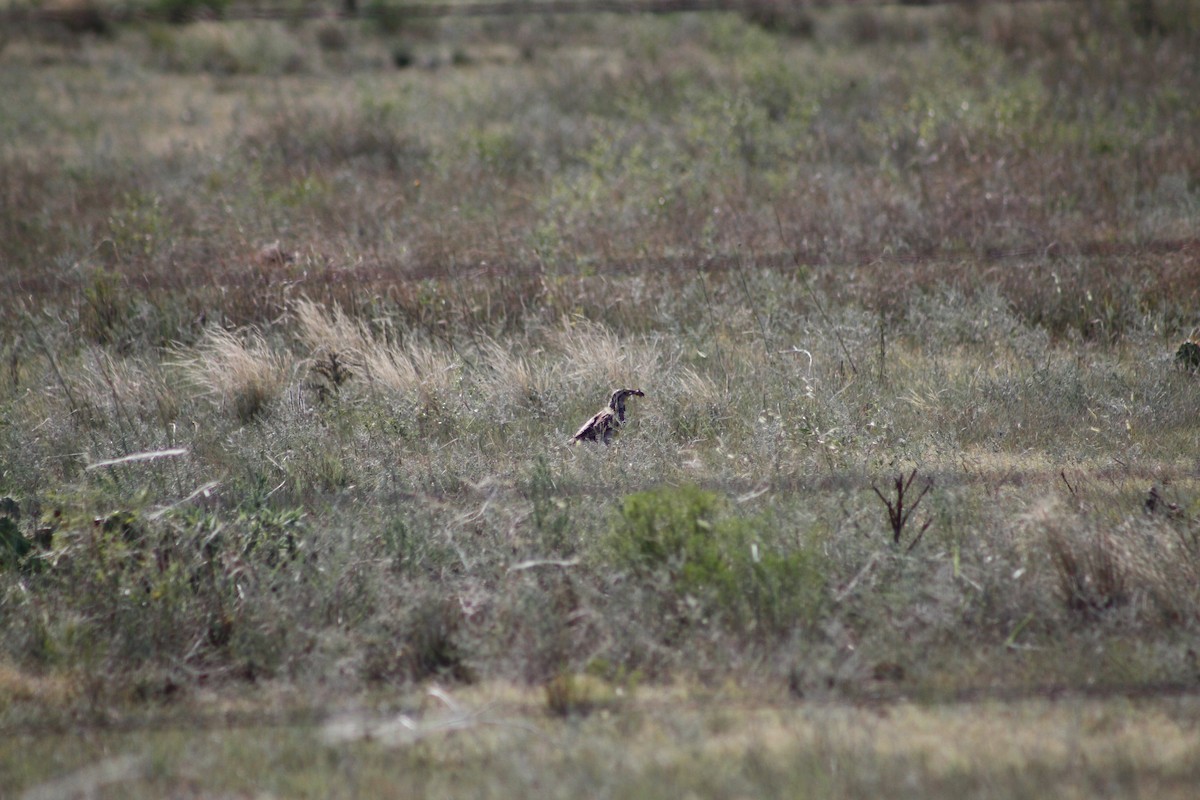 Western Meadowlark - ML627876502