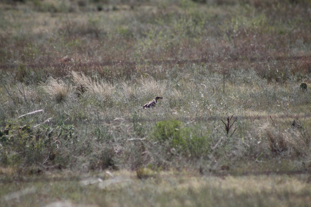 Western Meadowlark - ML627876503