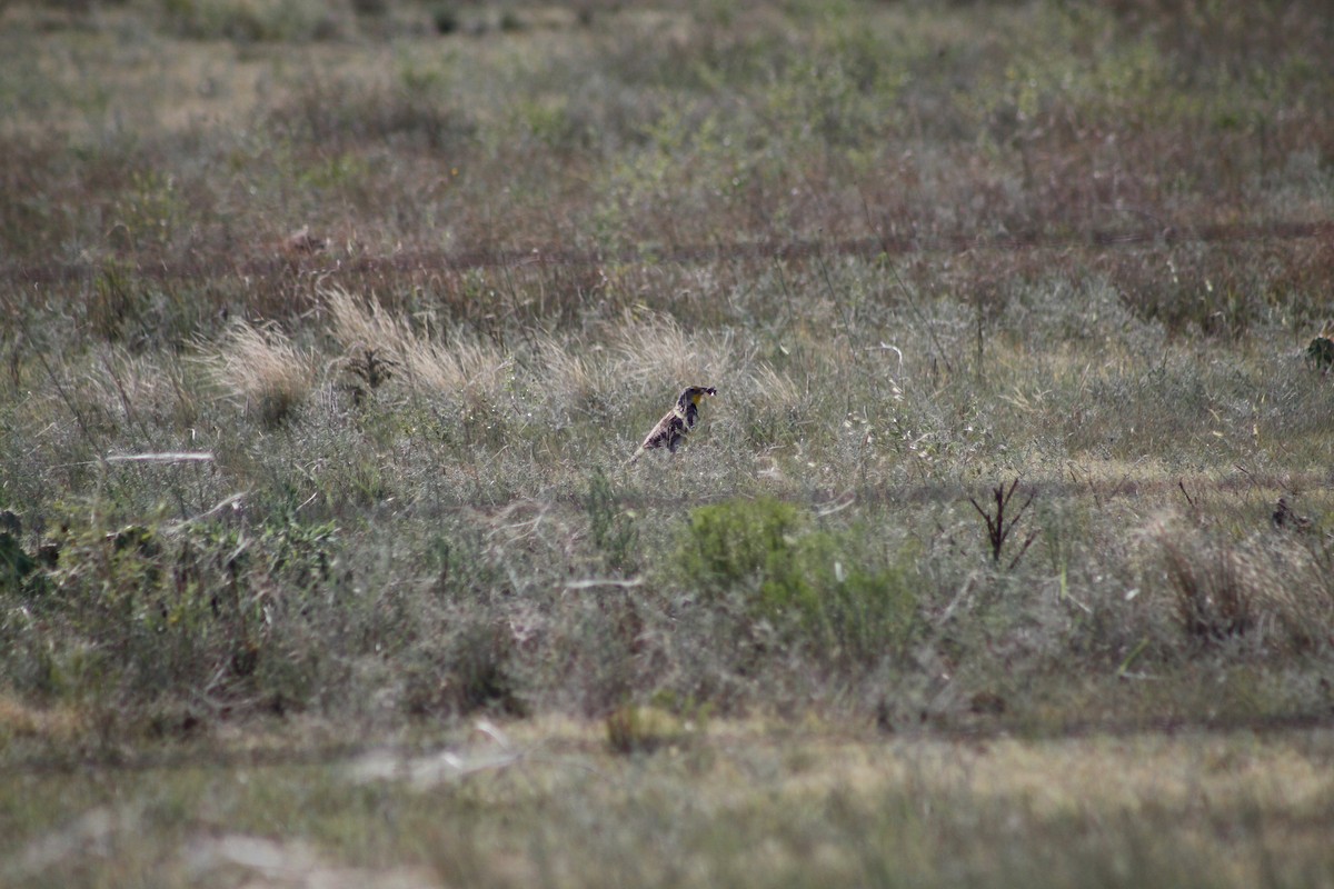 Western Meadowlark - ML627876505