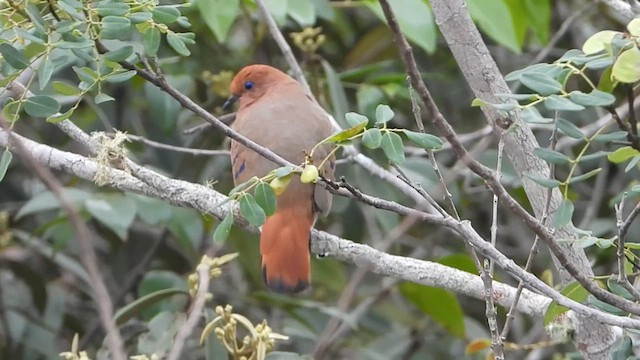 Blue-eyed Ground Dove - ML627876558