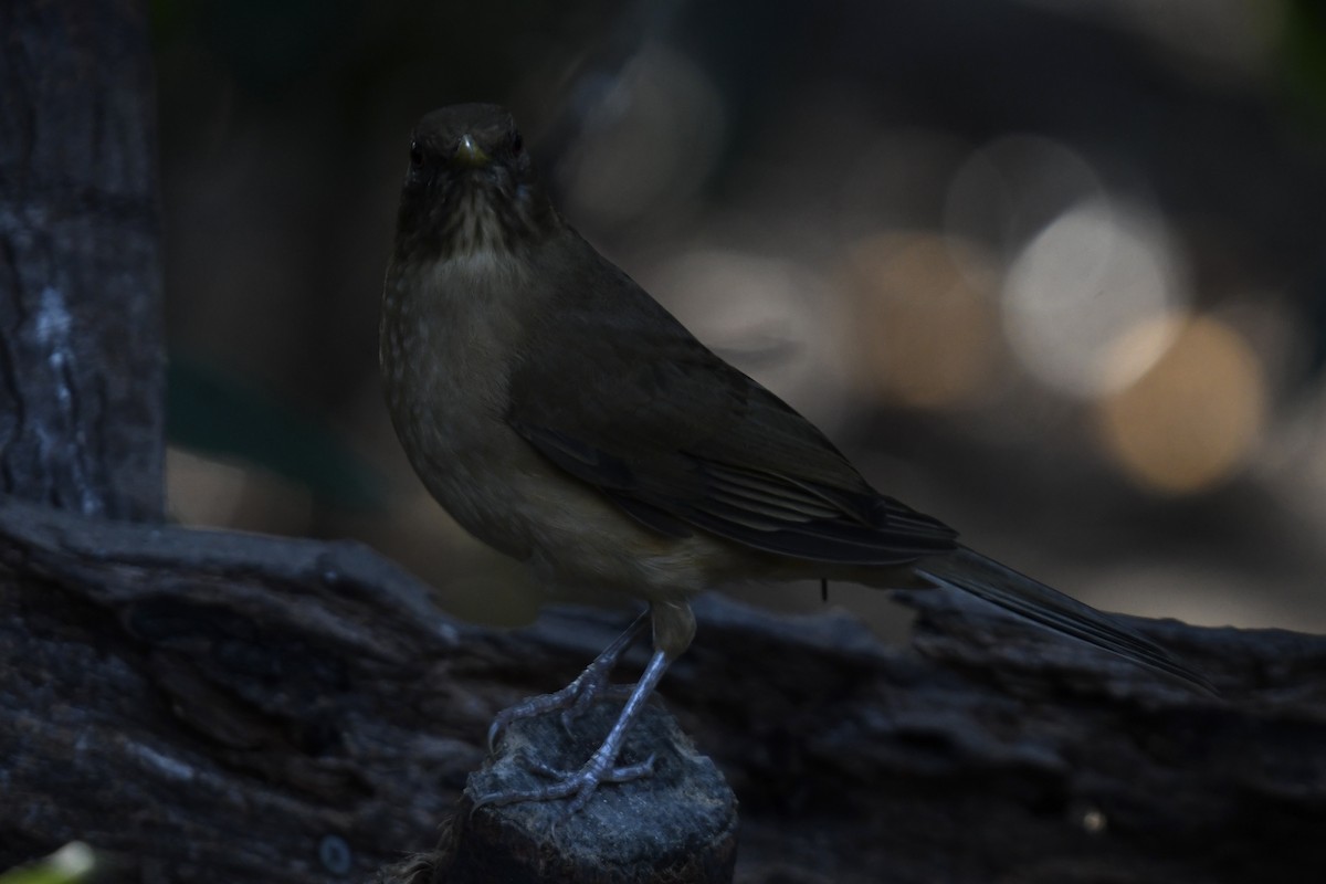 Clay-colored Thrush - ML627876562