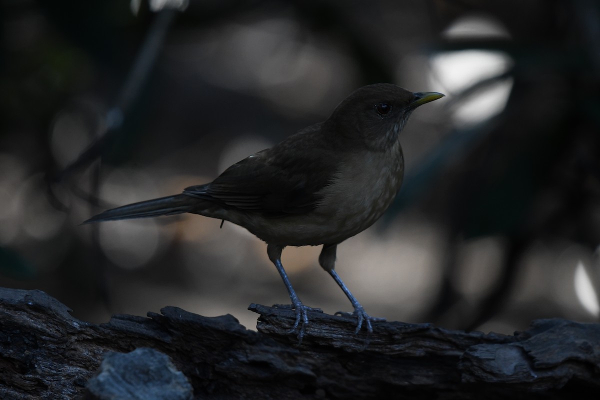 Clay-colored Thrush - ML627876564