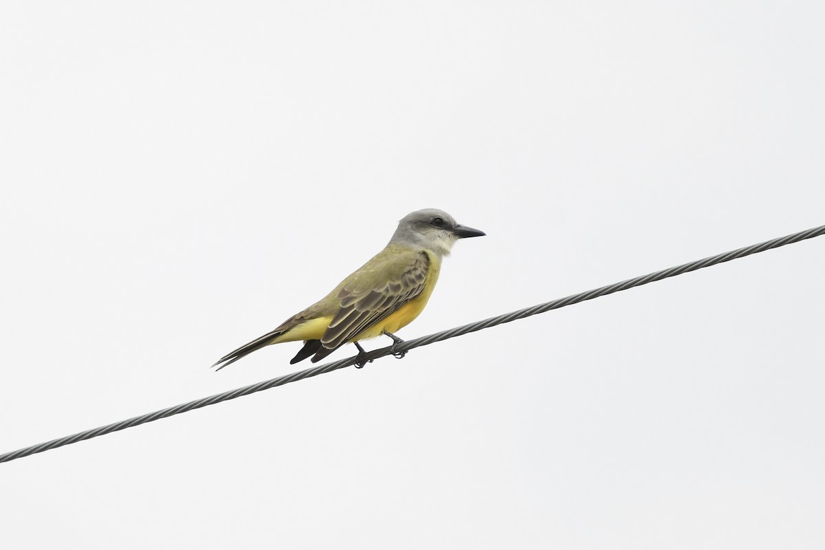 Tropical Kingbird - ML627876604