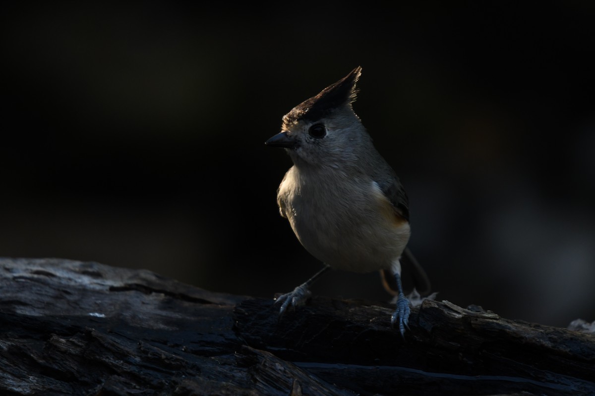 Black-crested Titmouse - ML627876615