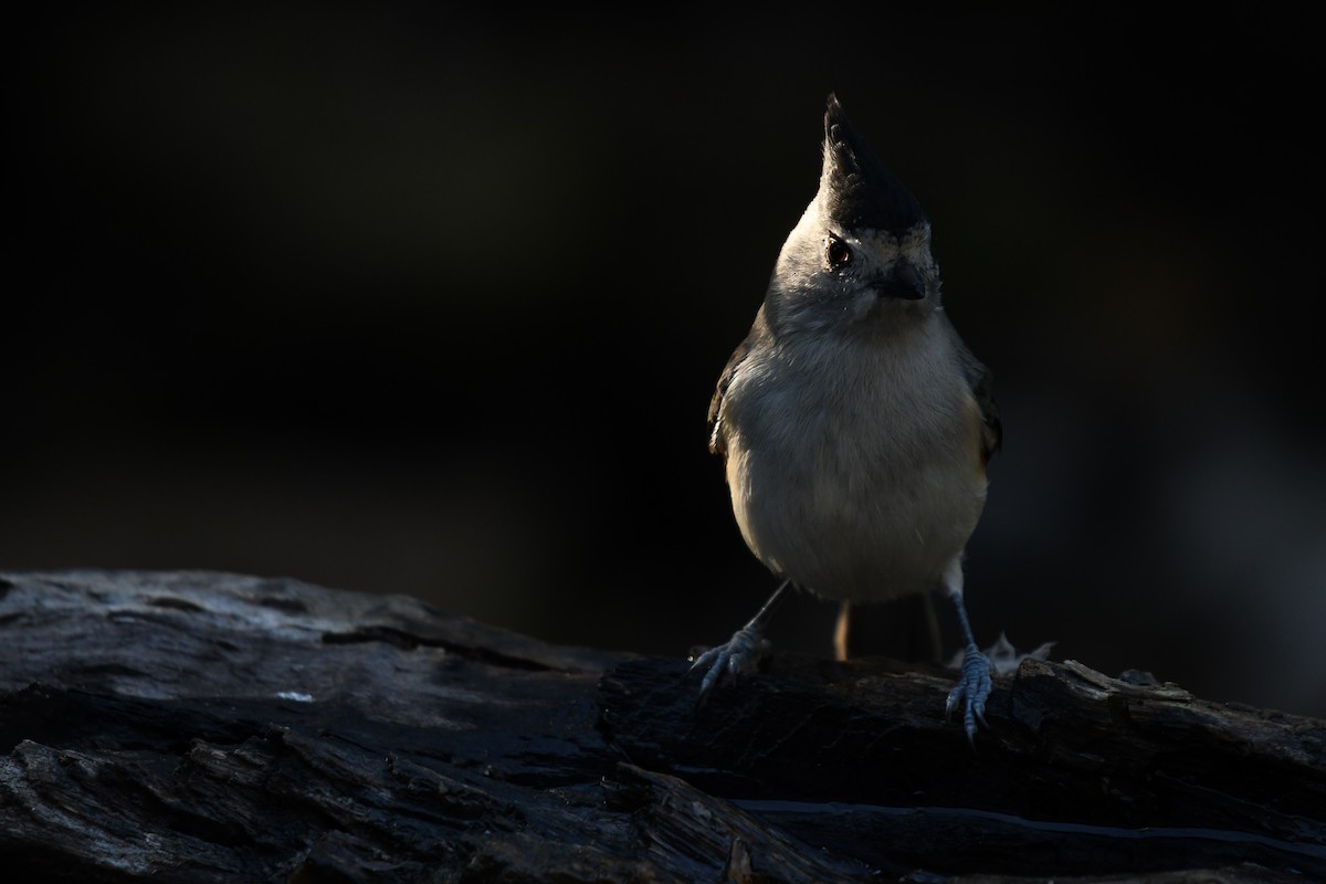 Black-crested Titmouse - ML627876616