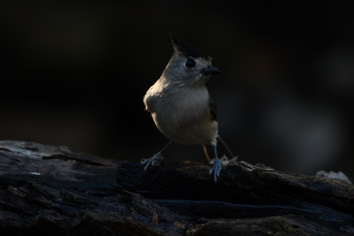Black-crested Titmouse - ML627876617