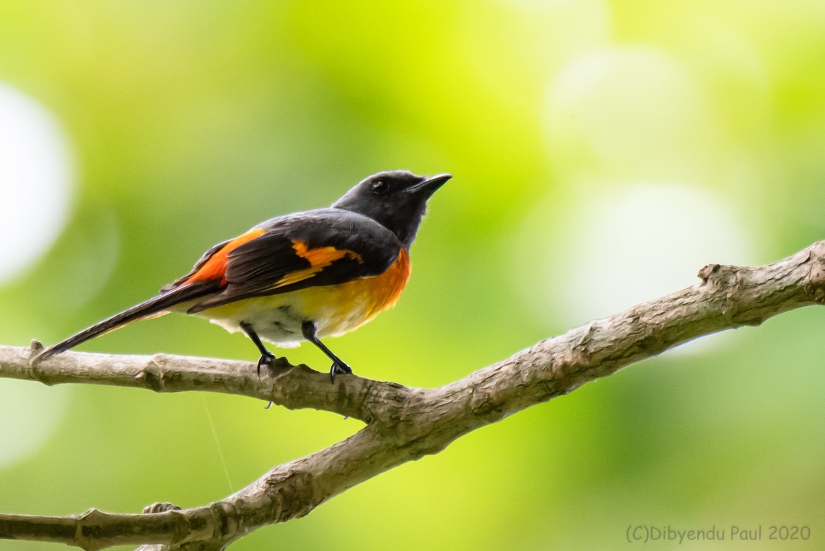 Küçük Minivet - ML627876632