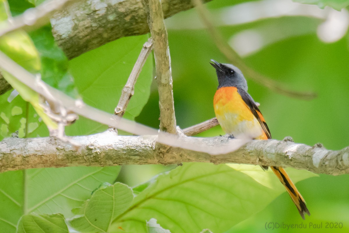 Küçük Minivet - ML627876633