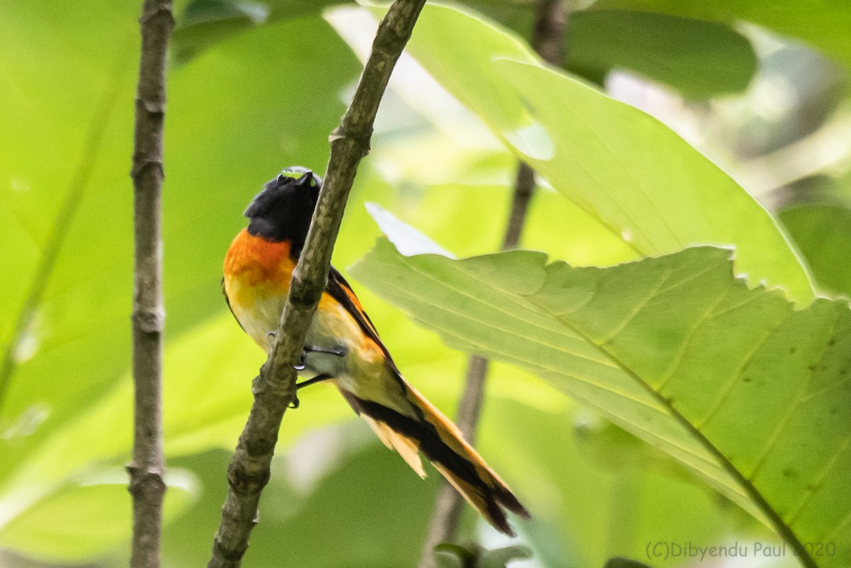 Küçük Minivet - ML627876634