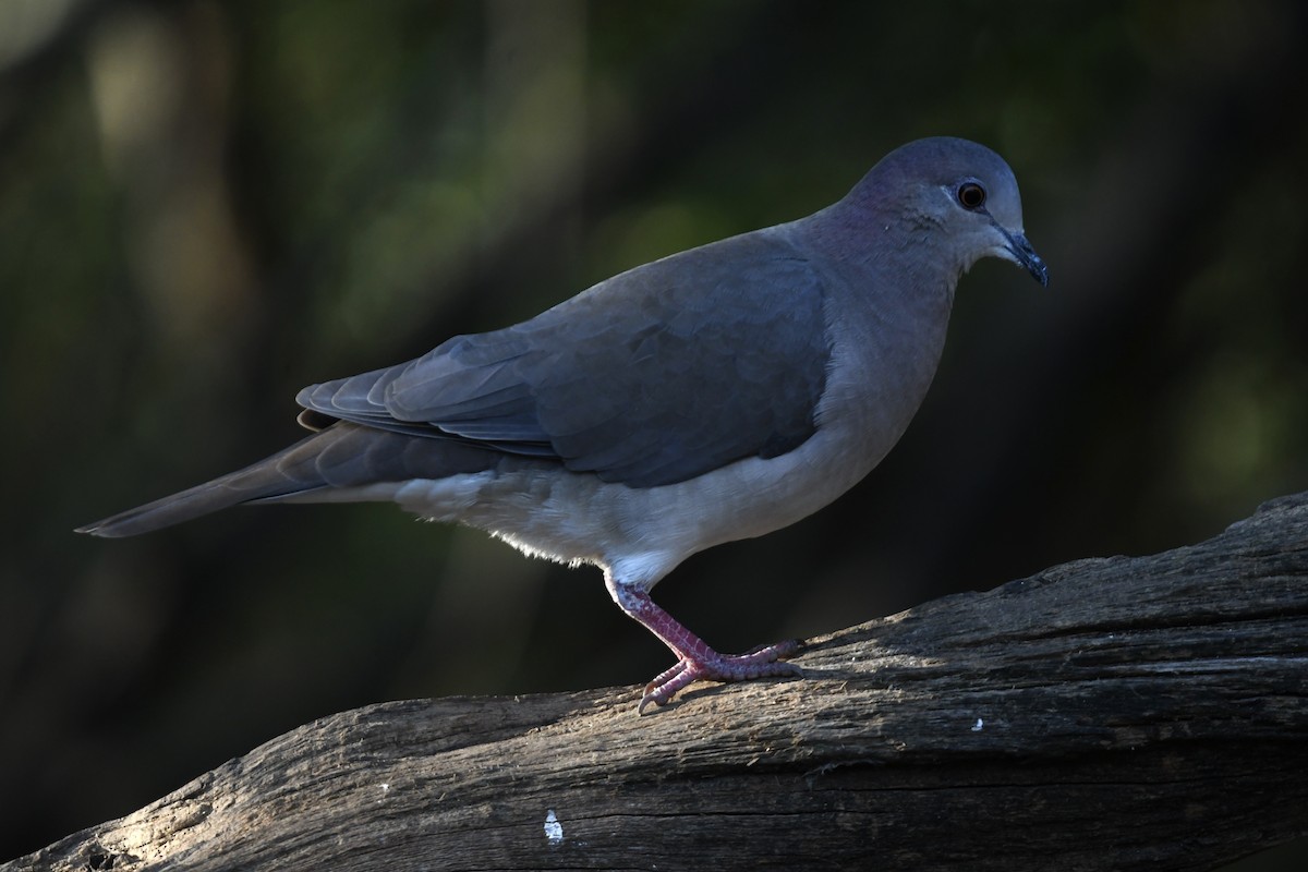 White-tipped Dove - ML627876645