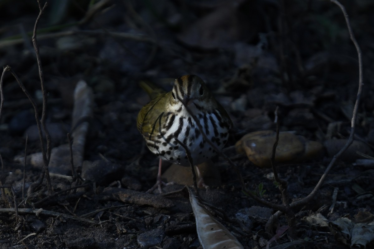 Ovenbird - ML627876676