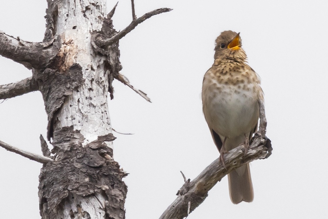 Swainson's Thrush - ML627876799