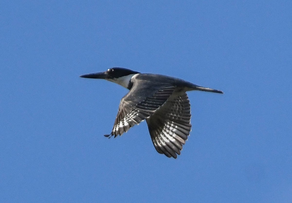 Belted Kingfisher - ML627876816