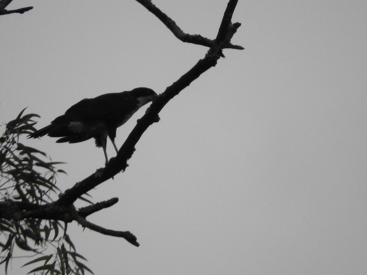 Black Goshawk - ML627876858