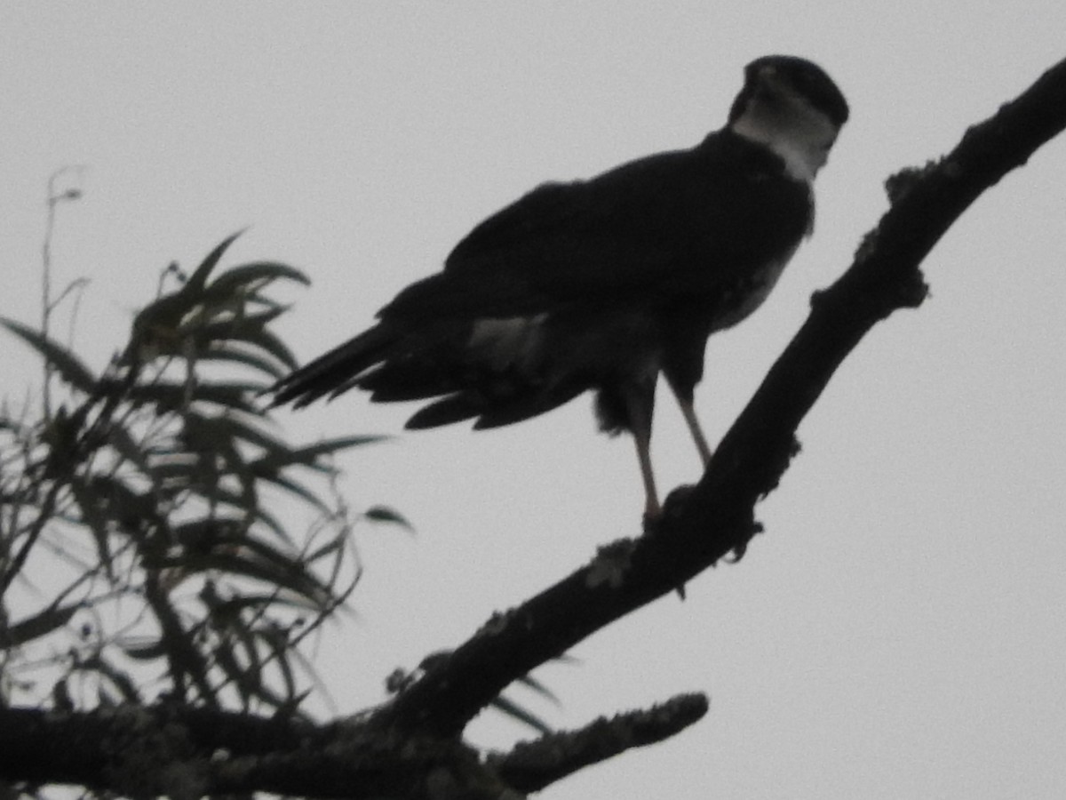 Black Goshawk - ML627876859