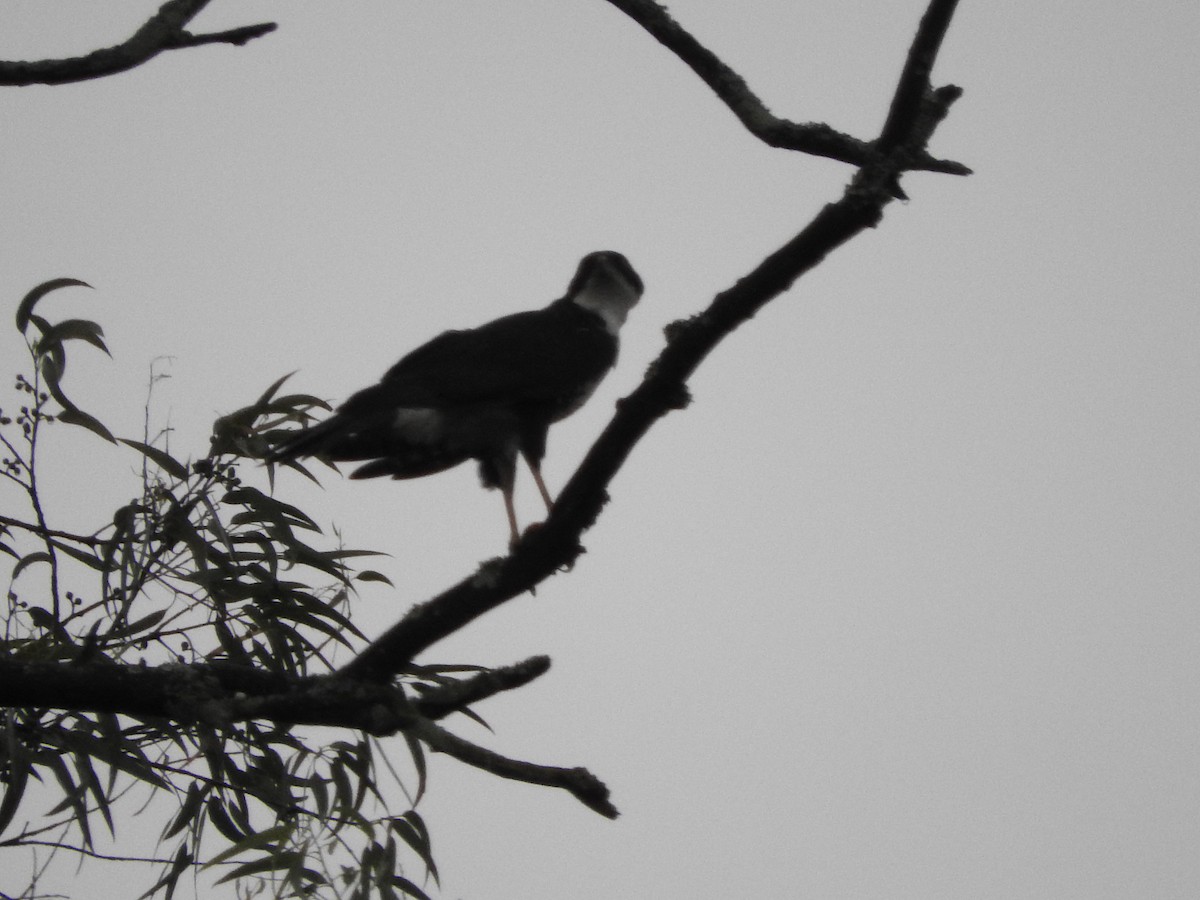 Black Goshawk - ML627876860