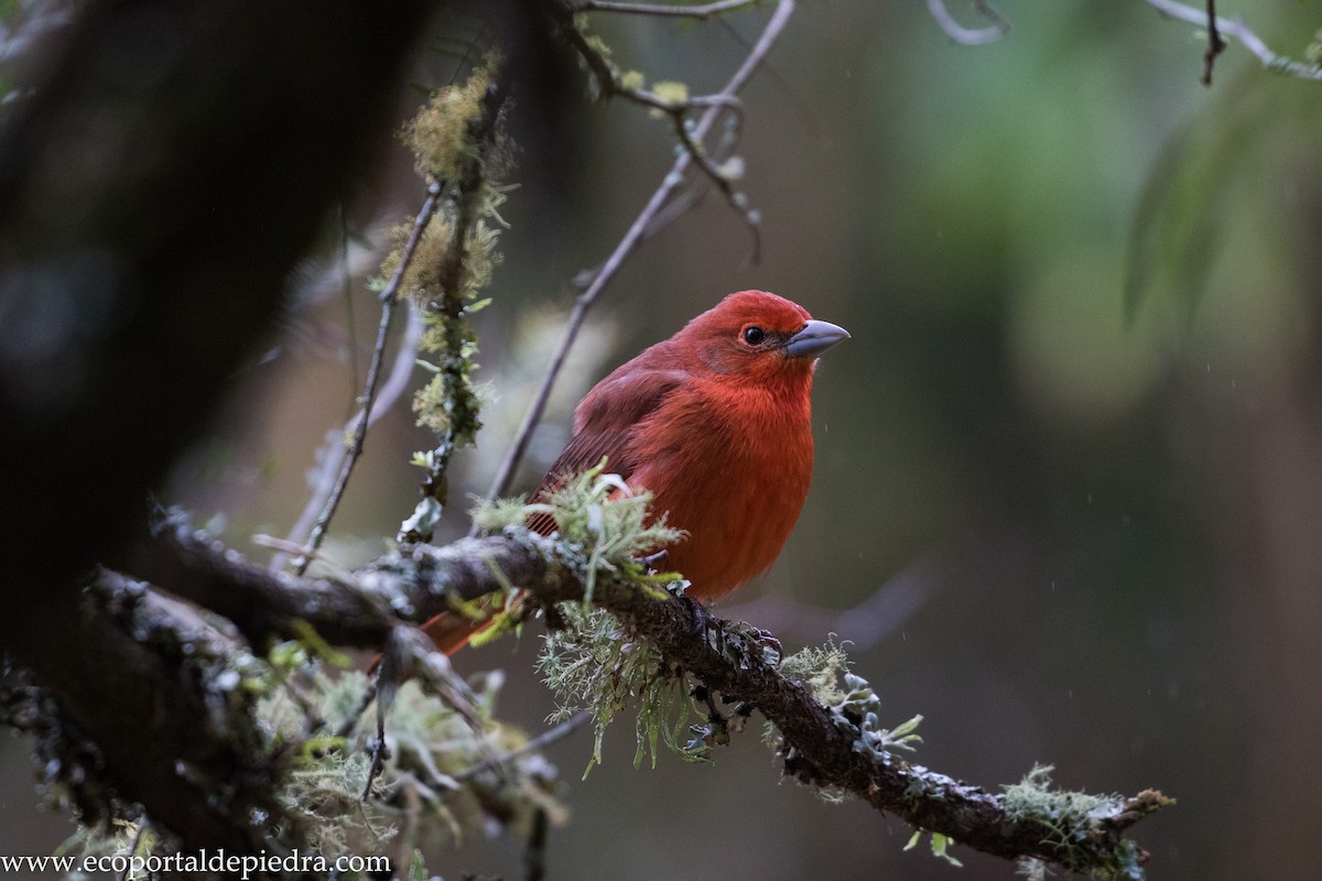 Hepatic Tanager - ML627876863