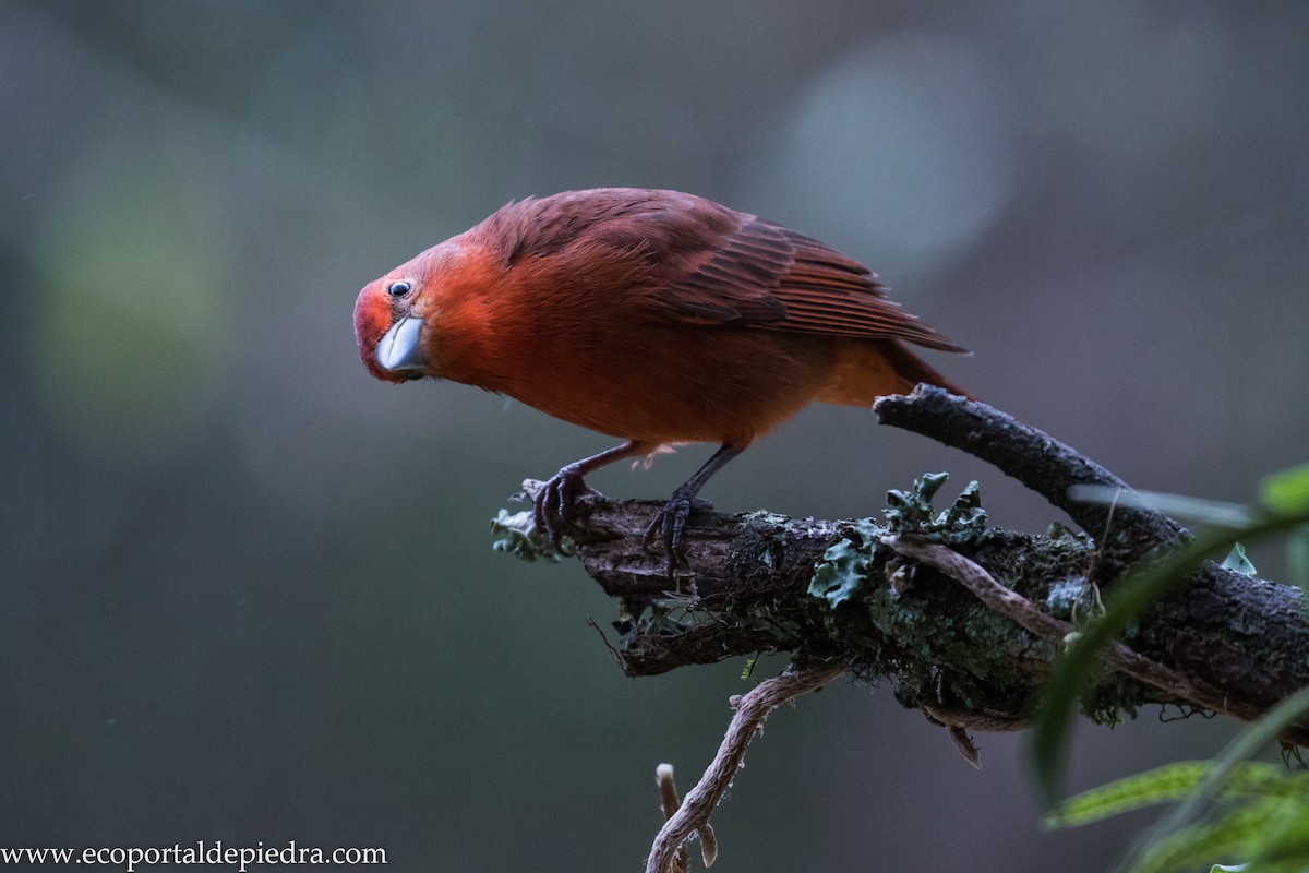 Hepatic Tanager - ML627876864