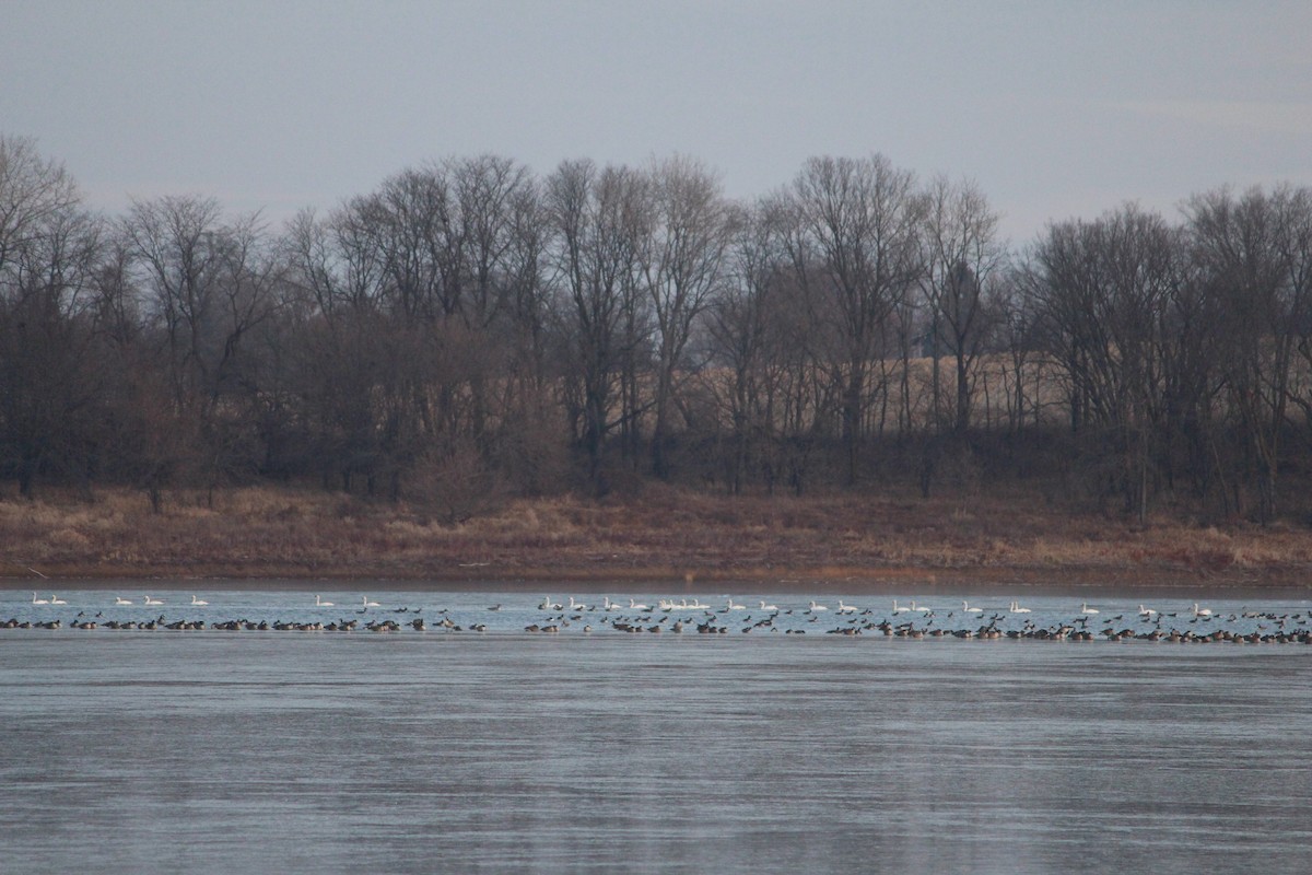 Trumpeter Swan - ML627876866
