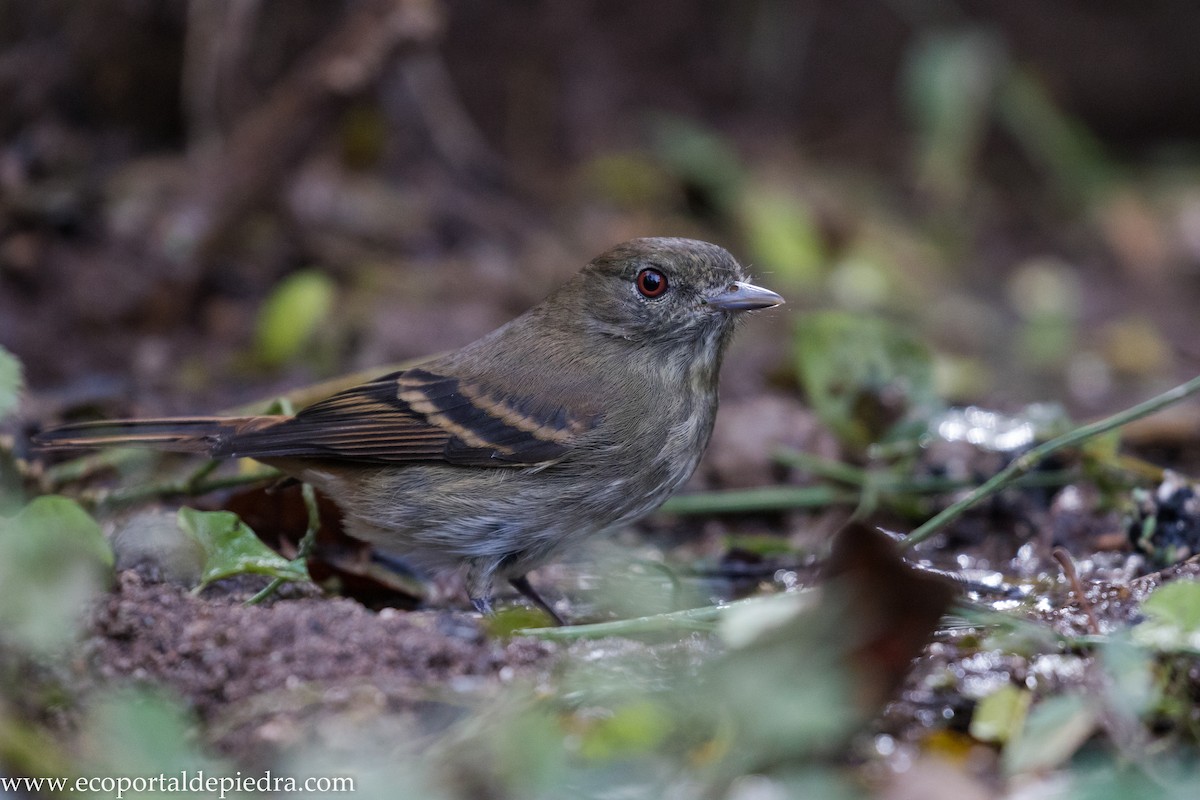 Plumbeous Black-Tyrant - ML627876897