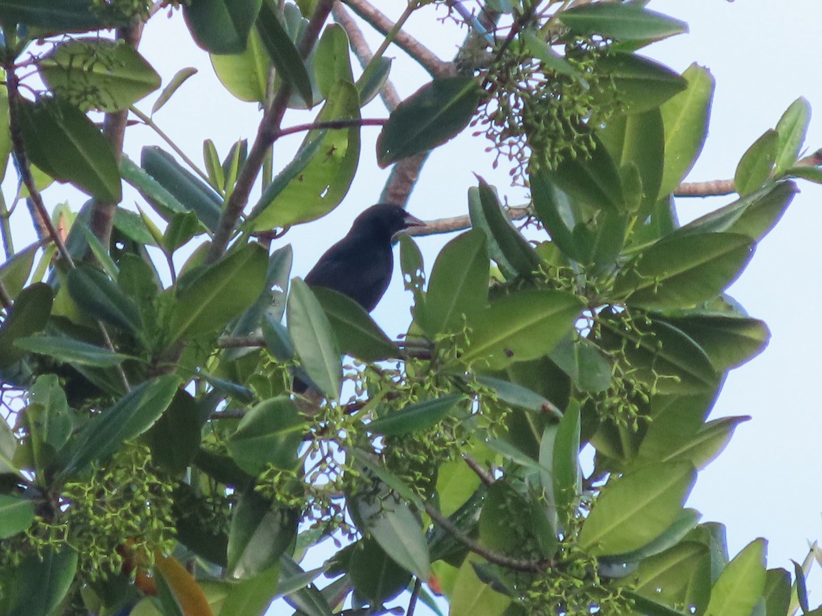 Scrub Blackbird - ML627876900