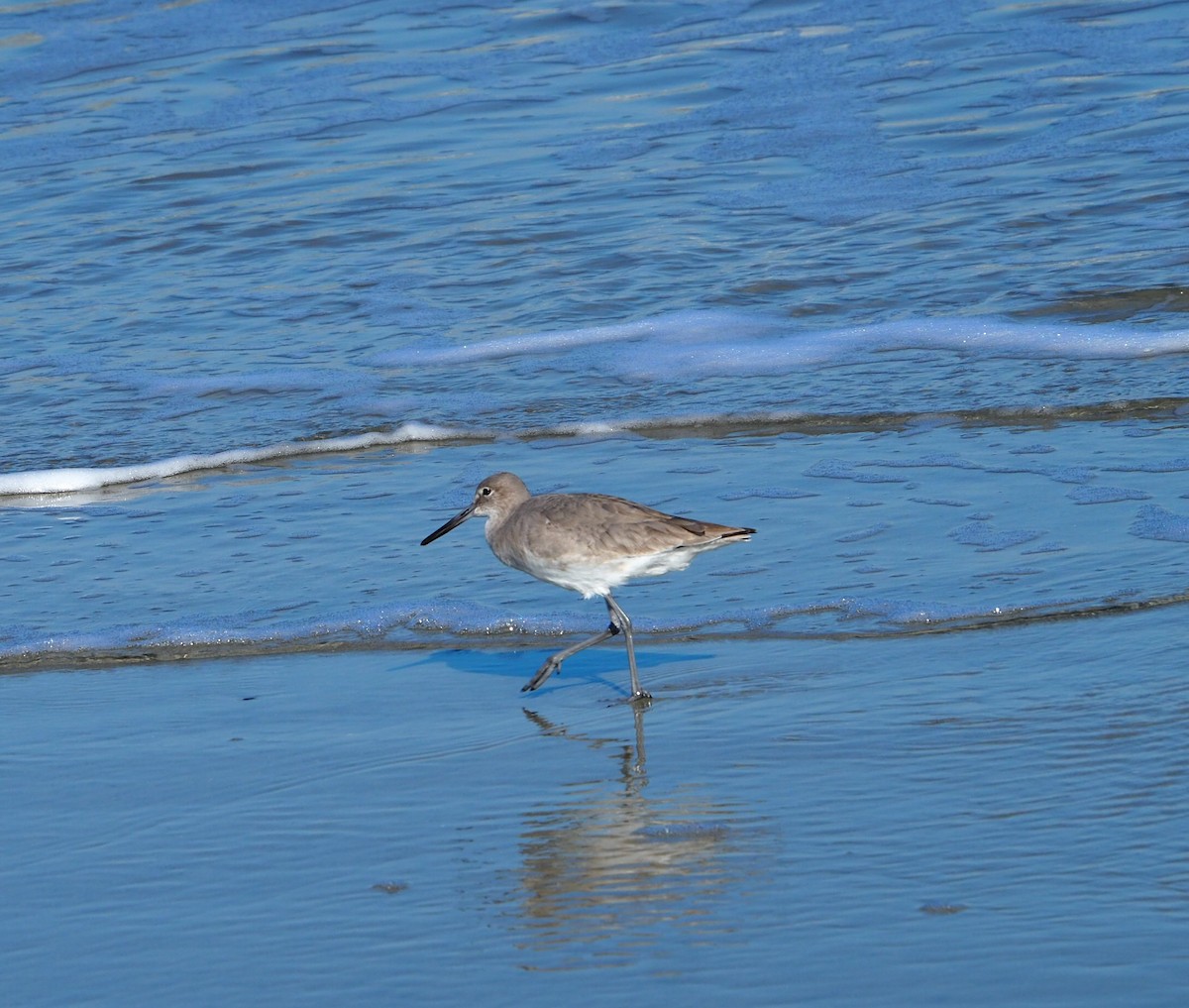 Willet - ML627876944