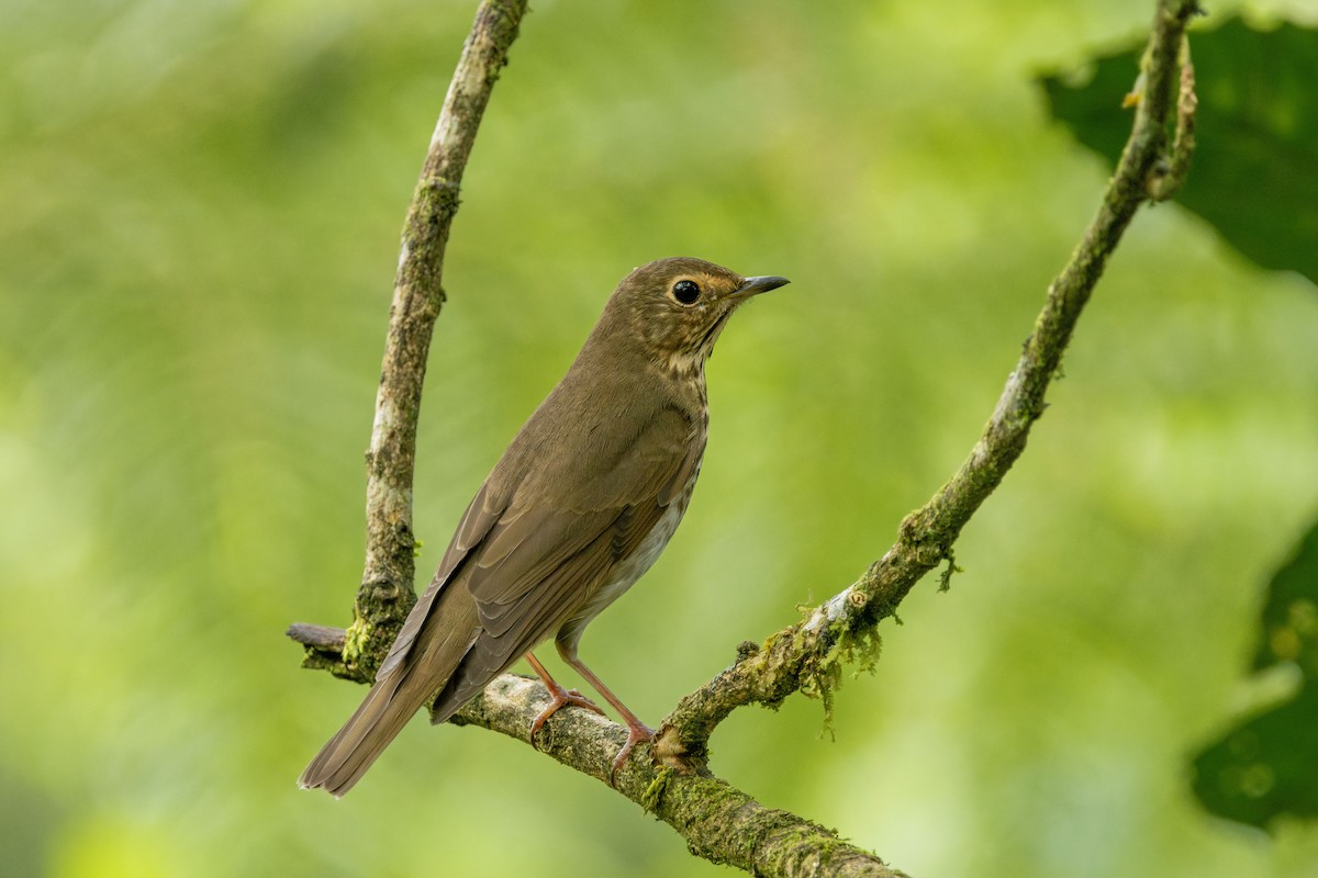 Swainson's Thrush - ML627876975