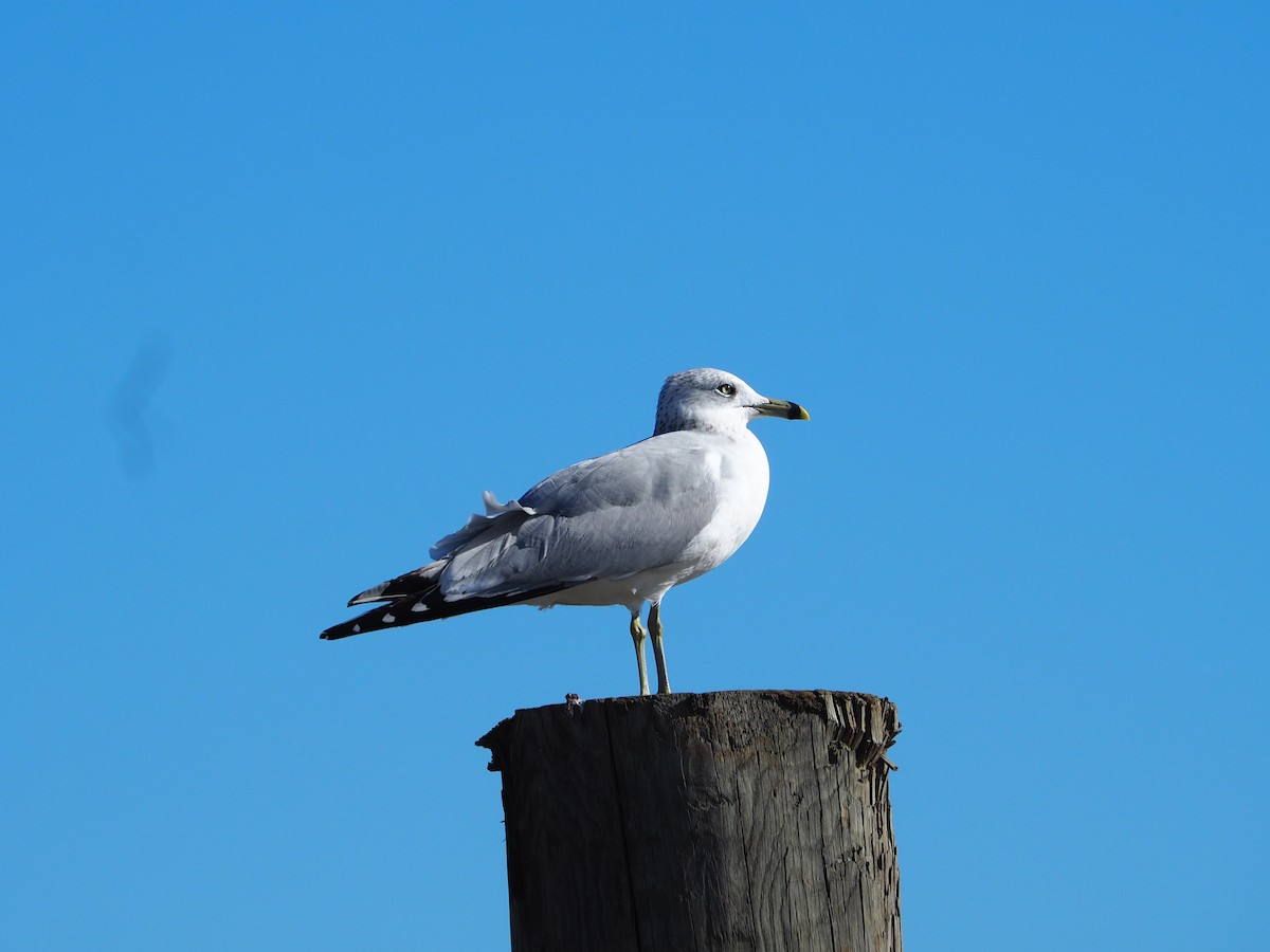 Ring-billed Gull - ML627876978