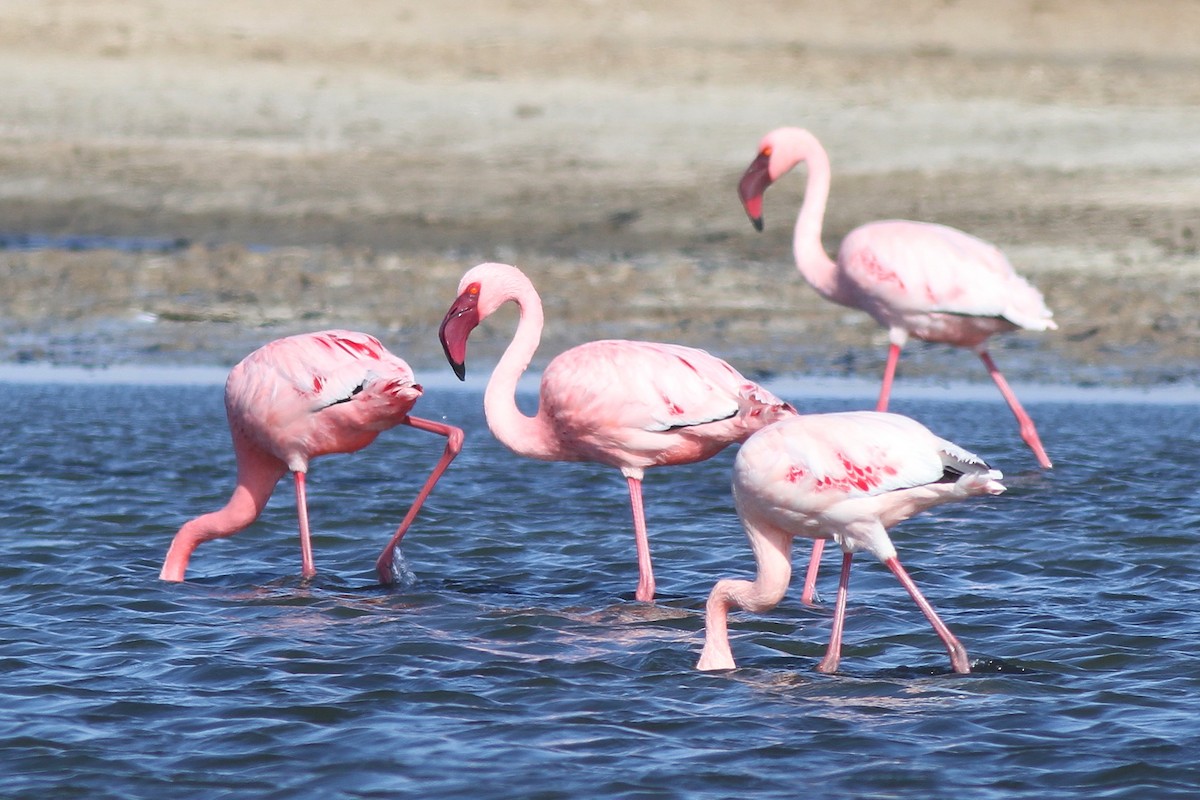 Lesser Flamingo - ML627876981