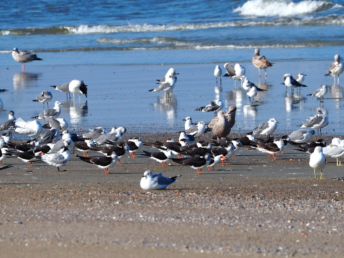 Black Skimmer - ML627876988