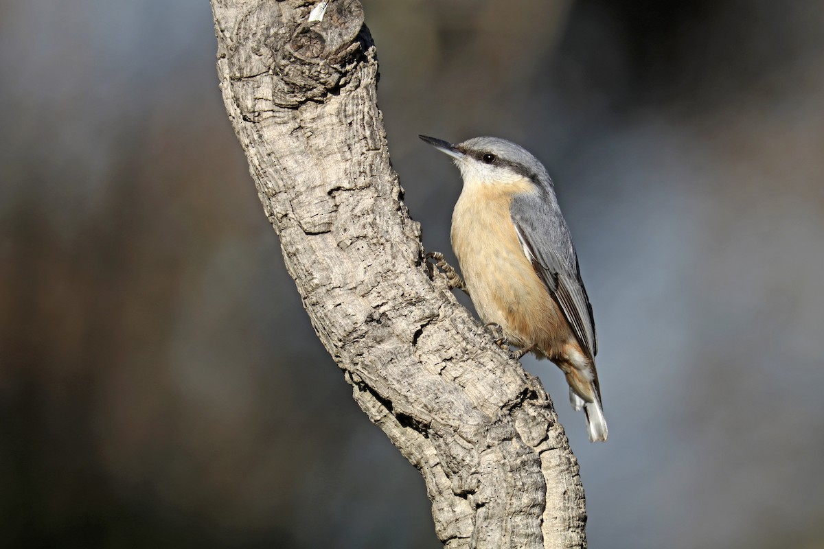 Picchio muratore - ML627876989